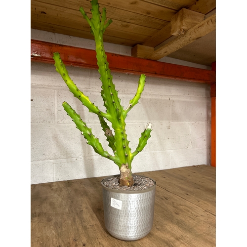 2226B - Cactus in aluminium planter 80cm tall