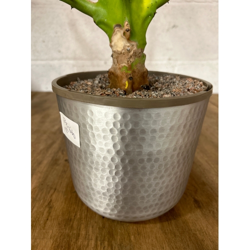 2226B - Cactus in aluminium planter 80cm tall