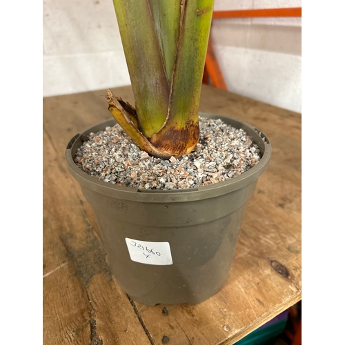 2226C - Bird of Paradise (Strelizia Reginae) 90cm tall