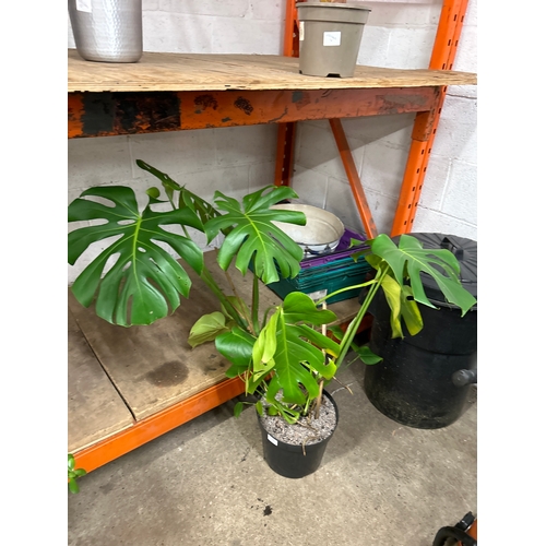 2226D - Cheese plant (Monstera Delicosa) 90cm tall in pot