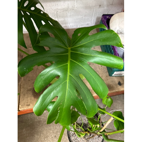 2226D - Cheese plant (Monstera Delicosa) 90cm tall in pot