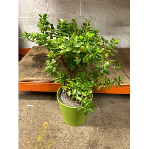 2226E - Jade plant (Crassula Ovata) in ceramic pot 80cm tall