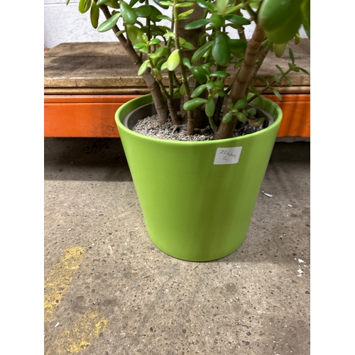 2226E - Jade plant (Crassula Ovata) in ceramic pot 80cm tall