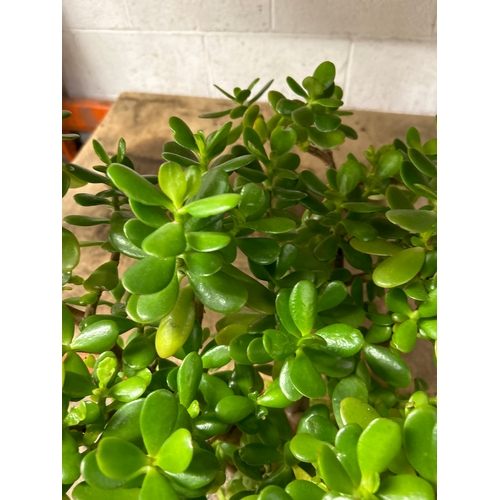 2226E - Jade plant (Crassula Ovata) in ceramic pot 80cm tall