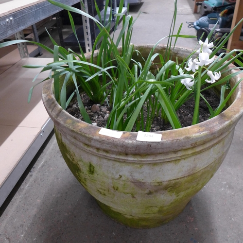 2204 - A large round terracotta plant pot with Tuberose Polyanthes plants