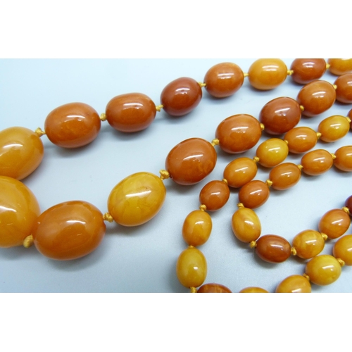 976 - A set of butterscotch amber beads, 62.5g, (largest bead a/f)