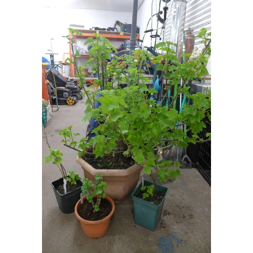 2231 - 1 large redcurrant plant and 3 small blackcurrant plants