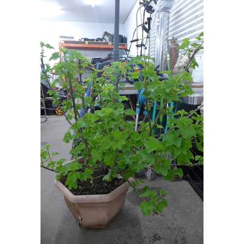 2231 - 1 large redcurrant plant and 3 small blackcurrant plants