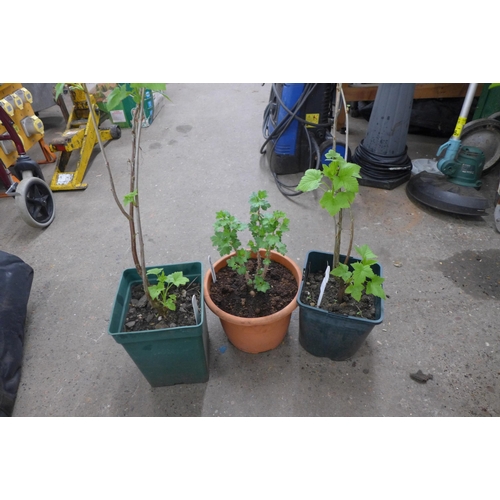 2231 - 1 large redcurrant plant and 3 small blackcurrant plants