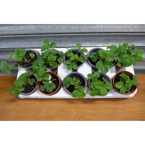 2336 - 10 strawberry plants, 2 blackcurrant plants  and red gooseberry plant