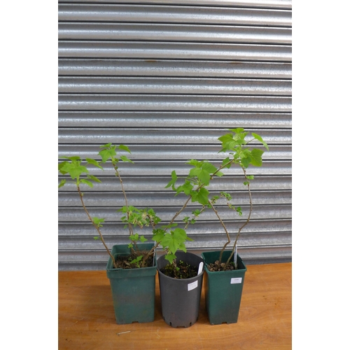 2336 - 10 strawberry plants, 2 blackcurrant plants  and red gooseberry plant