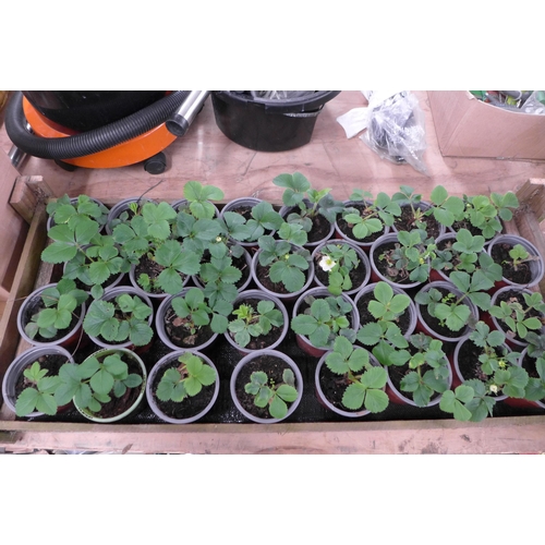 2342 - A crate of 32 strawberry plants