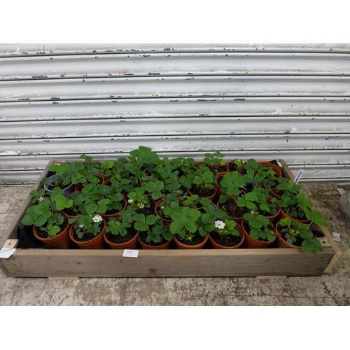 2200 - 34 Strawberry plants and 2 Blackcurrant plants