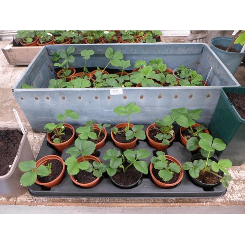 2201 - 31 Strawberry plants and 2 Blackcurrant plants