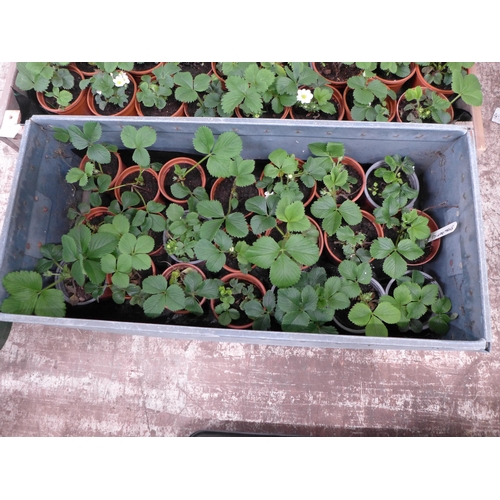 2201 - 31 Strawberry plants and 2 Blackcurrant plants