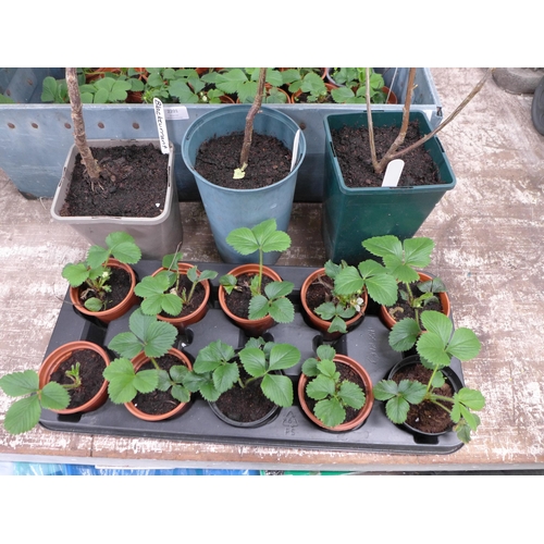 2201 - 31 Strawberry plants and 2 Blackcurrant plants