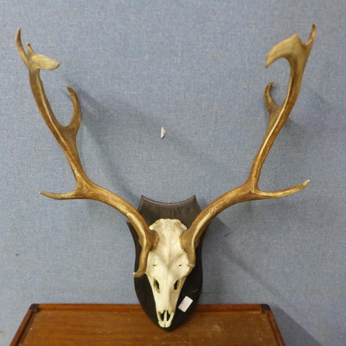 443 - A wall hanging deer skull and antlers