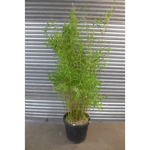 2223 - Bamboo - Fargesia Rufa (clump forming - non invasive) - 7ft