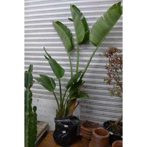 2224 - A Bird of Paradise - Strelizia plant - 6ft