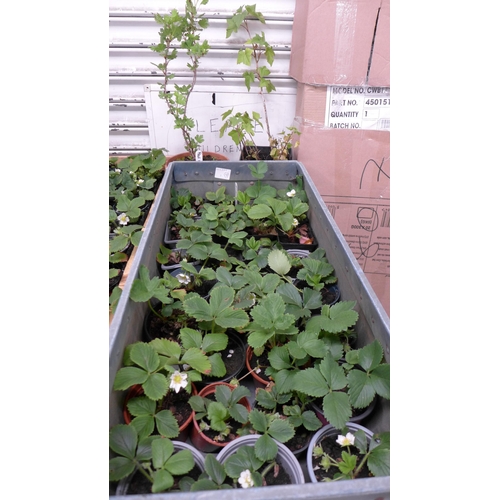 A tray of 28 strawberry plants, a Red Gooseberry plant and a ...
