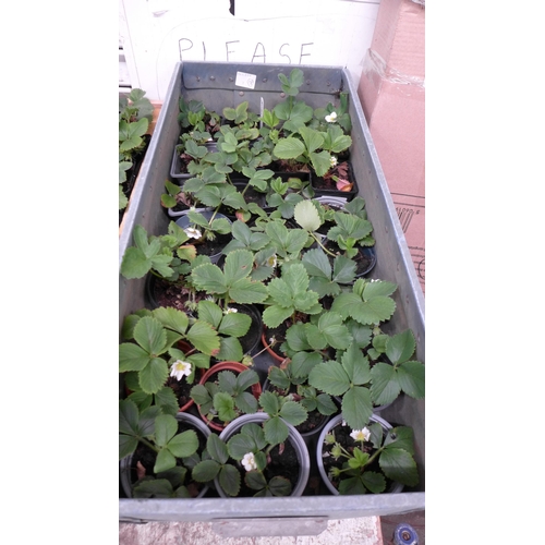 A tray of 28 strawberry plants, a Red Gooseberry plant and a ...