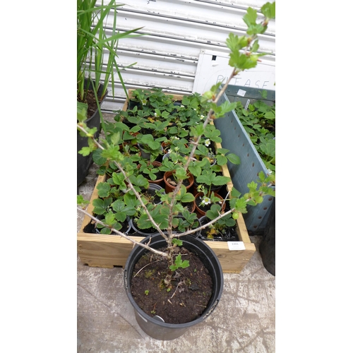 2201 - A tray of 34 Strawberry plants with a Red Gooseberry plant