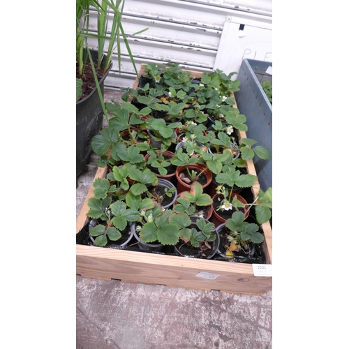 2201 - A tray of 34 Strawberry plants with a Red Gooseberry plant