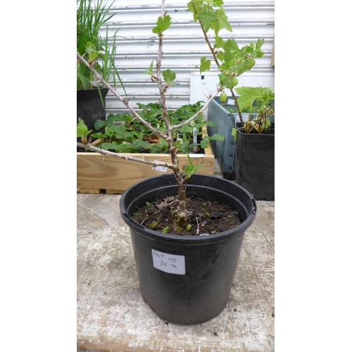 2201 - A tray of 34 Strawberry plants with a Red Gooseberry plant