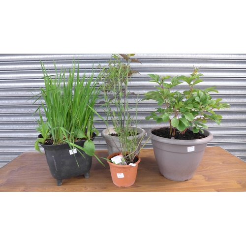 2202 - 4 Assorted potted plants; a yellow Peony, a Crocosmia, Pheasant Berry Bush and a Verbena Bonariensis... 