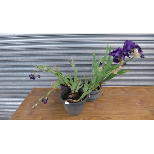 2229 - 3 Iris plants in tubs