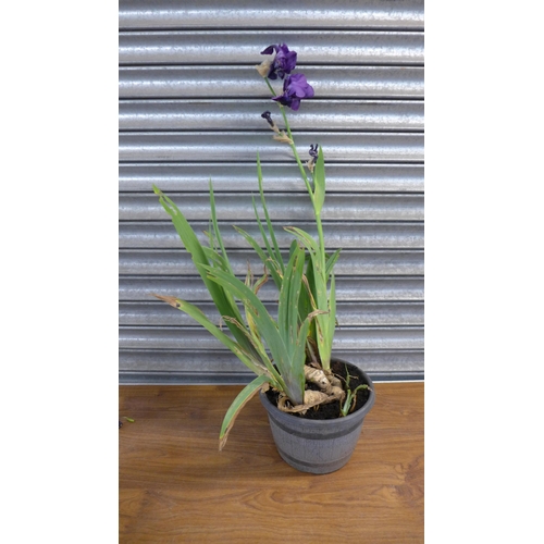 2229 - 3 Iris plants in tubs