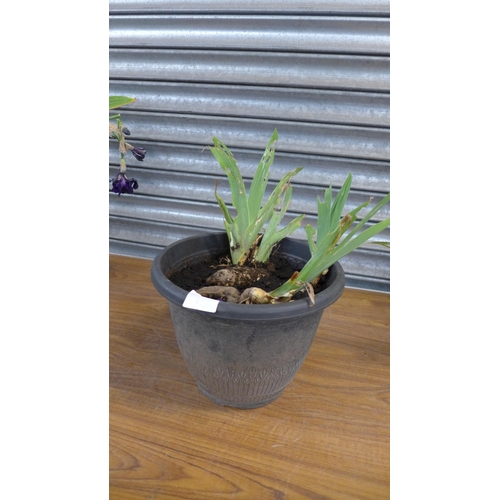 2229 - 3 Iris plants in tubs