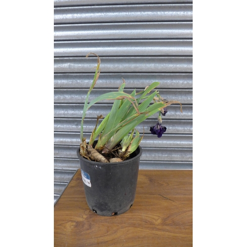 2229 - 3 Iris plants in tubs