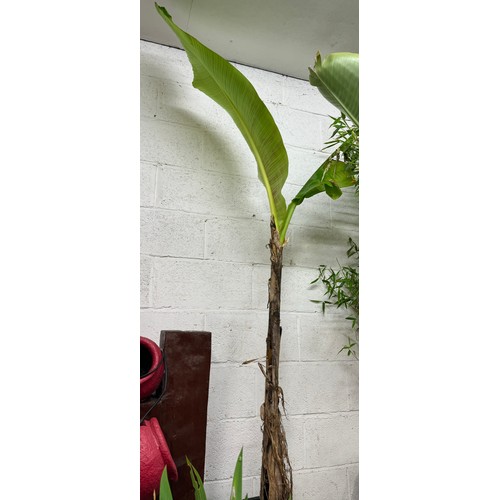 2225 - A hardy Banana plant in leaf - Musa Basjoo - 5ft