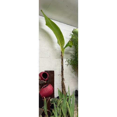 2225 - A hardy Banana plant in leaf - Musa Basjoo - 5ft