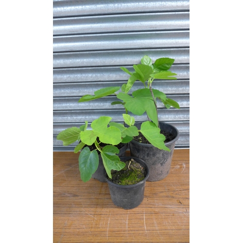 2205 - 5 assorted fig plants