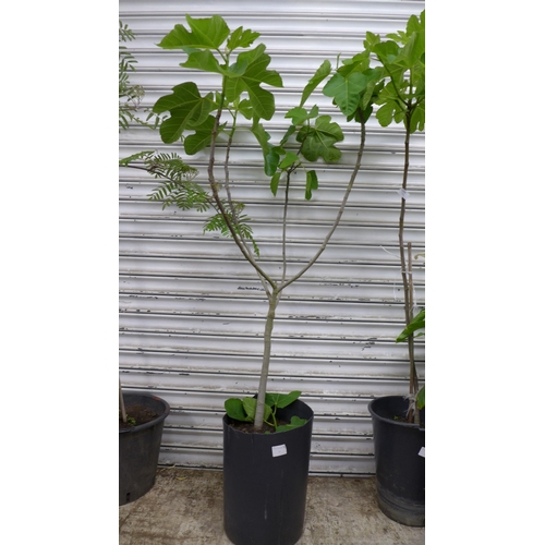 2209 - A potted Fig tree