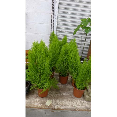 2216 - Twelve 2ft potted conifer plants