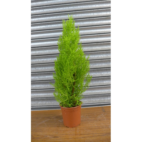 2216 - Twelve 2ft potted conifer plants