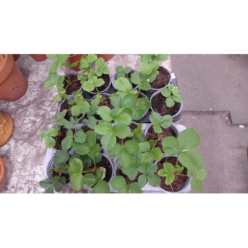 2217 - 16 potted strawberry plants