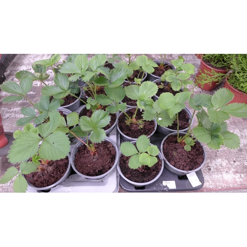 2217 - 16 potted strawberry plants