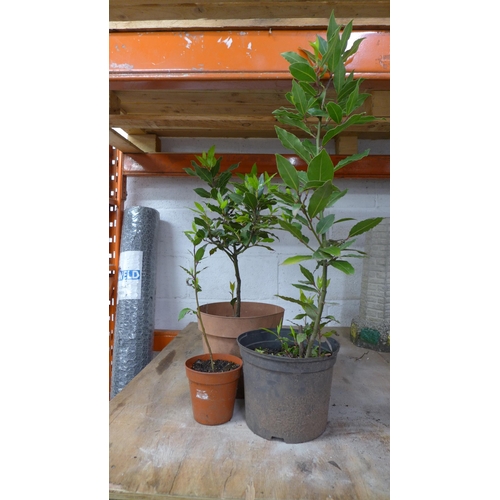 2239 - Three Bay Leaf plants