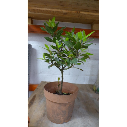 2239 - Three Bay Leaf plants