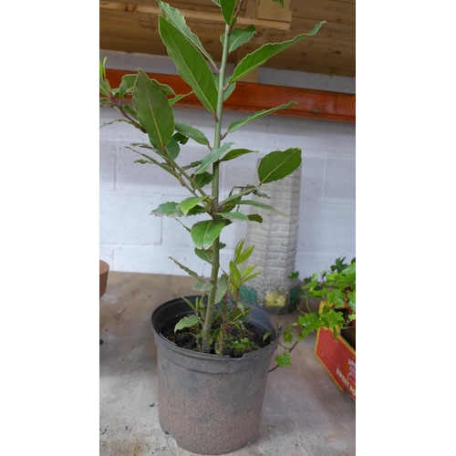 2239 - Three Bay Leaf plants