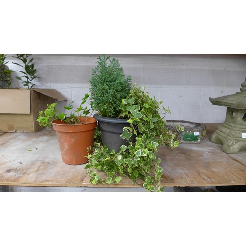 2240 - Two potted plants including, Ivy and a Conifer