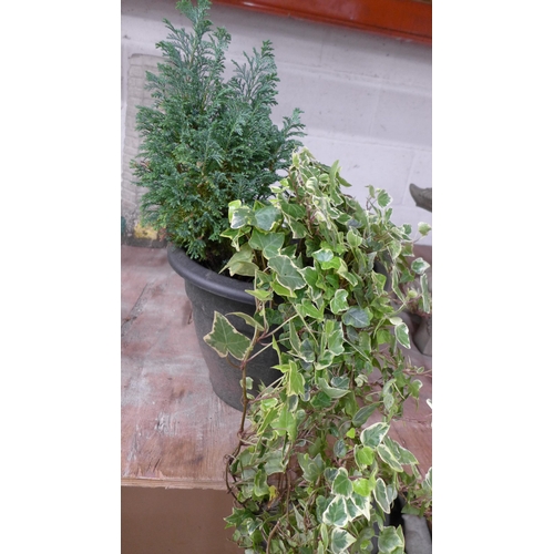 2240 - Two potted plants including, Ivy and a Conifer