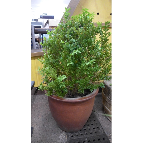 2259 - A large round pot planter containing Buxus and one other round plant pot