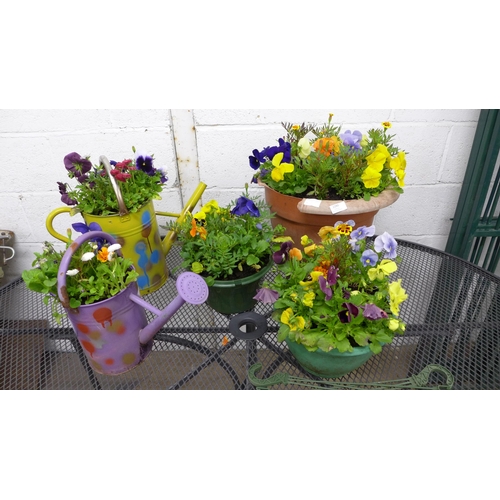 2280 - Two metal watering can planters, containing assorted flowers, plants and three round plastic planter... 