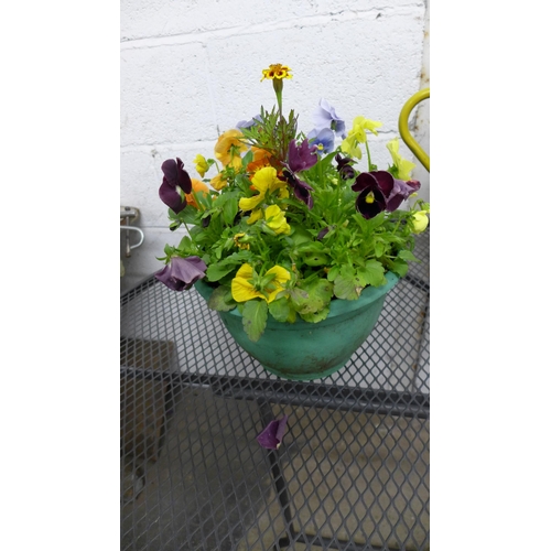 2280 - Two metal watering can planters, containing assorted flowers, plants and three round plastic planter... 