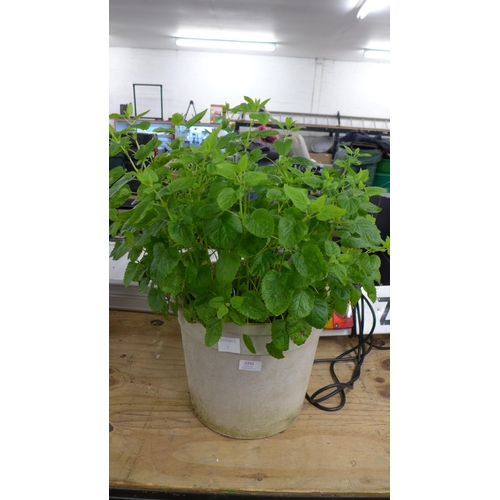 2292 - A potted Mint plant and a potted Lemon Mint plant